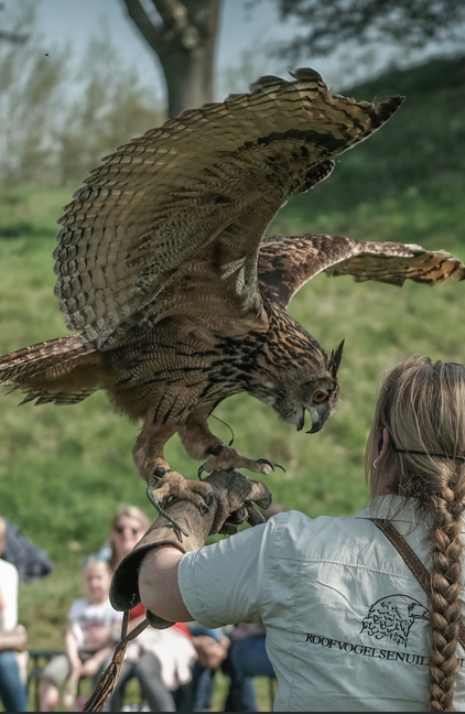 2025_roofvogels_okt