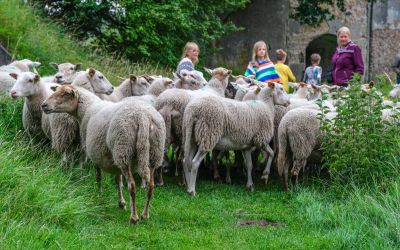Evenement 'Demonstratie van de Schaapherder' afgelast